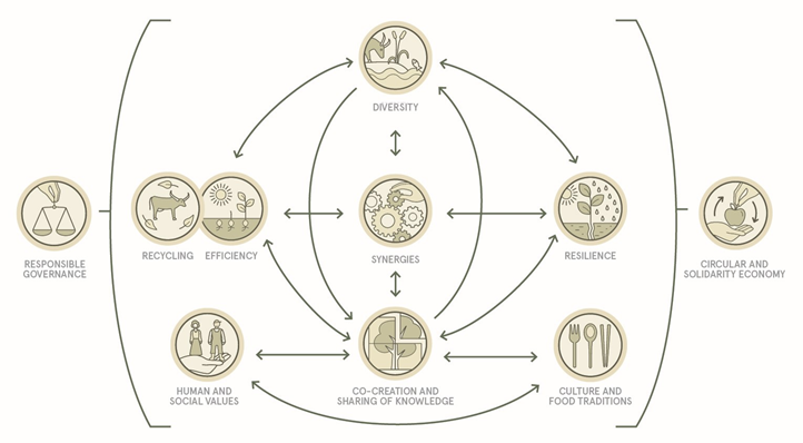 Agrotopia Vision: Responsible governance, Recycling, Efficiency, Diversity, Resilience, Synergies, Circular and Solidarity Economy, Human and Social values, Co-creation and Sharing of knowledge, and Culture and food transitions are key principles for Agrotopia