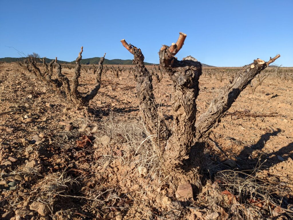 A field of Grenache Noir from the winery Casa de Si