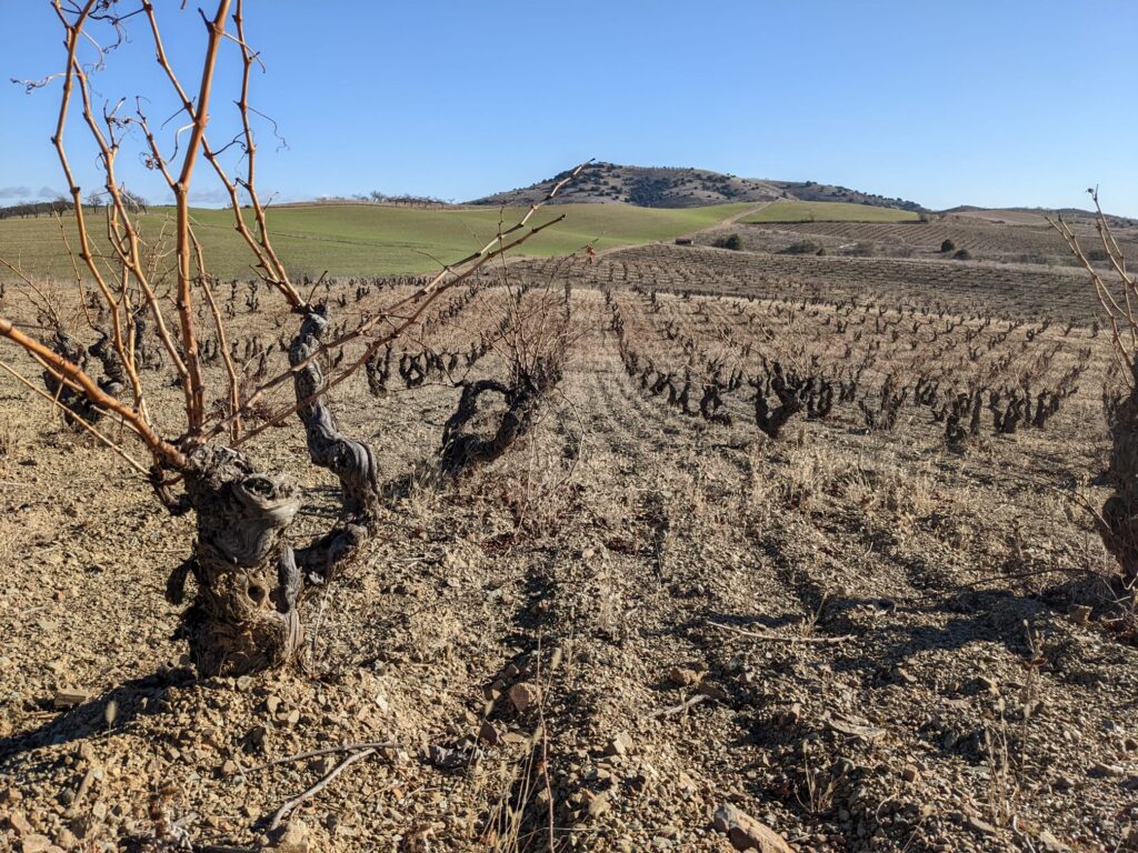 A field of old Grenache Noir from the winery Casa de Si