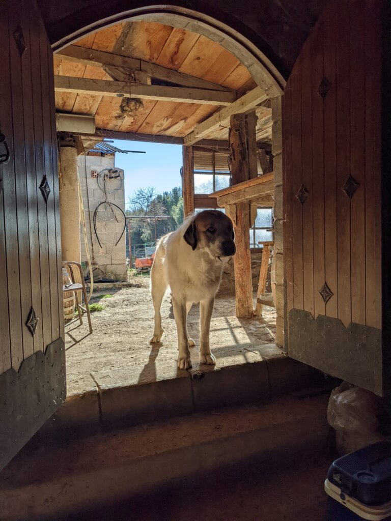 Dog of winemaker Roberto from winery Casa de Si at the entrance of the cellar