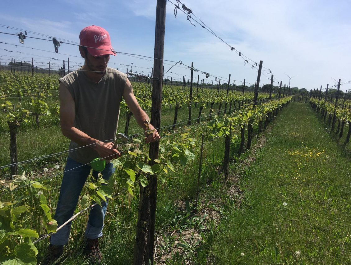 Agrotopia Training: Antoine Brosseau training grapevines